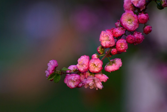 桃花