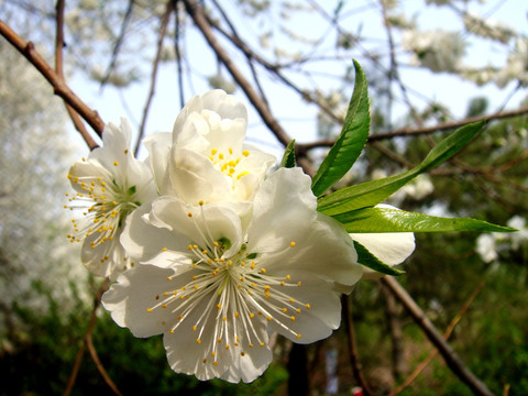 樱花