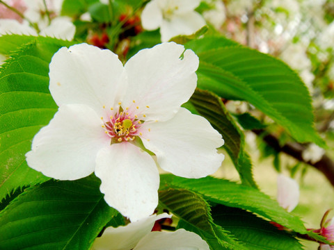 白樱花