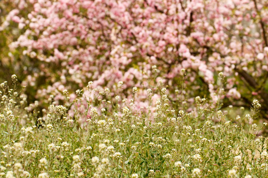 花丛 野花背景