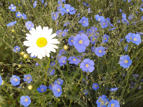 小兰花和雏菊