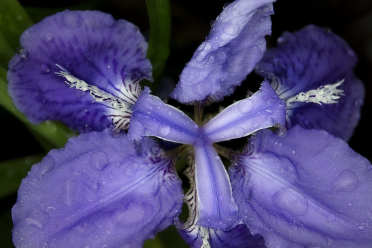 鸢尾兰花