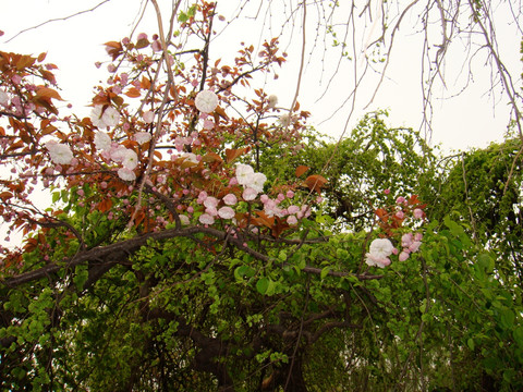 樱花树和榆钱树
