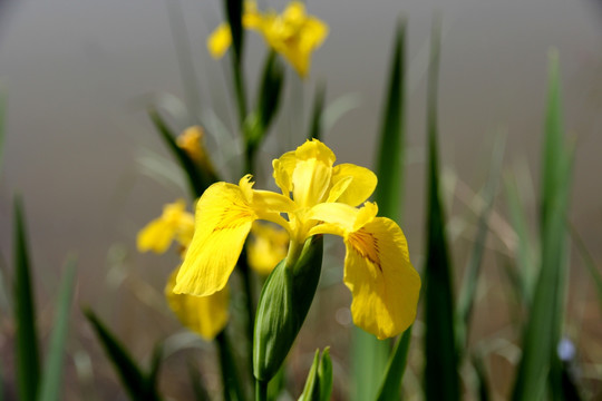 芦苇花