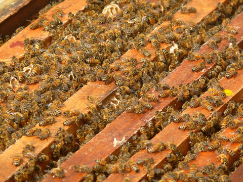人工养殖的蜜蜂