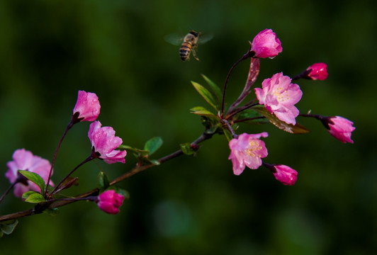 花香引得蜜蜂来