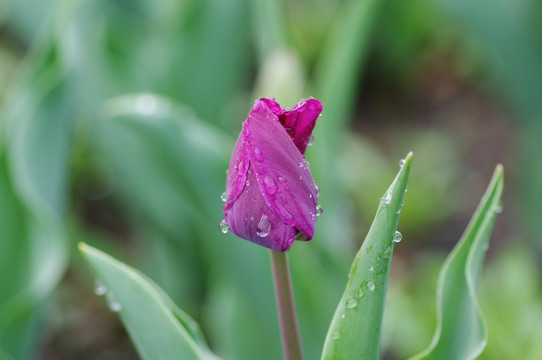 雨中的紫色郁金香