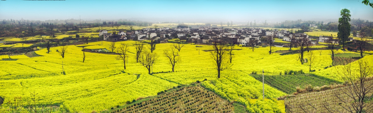 卢村 油菜花（高清超大画幅）