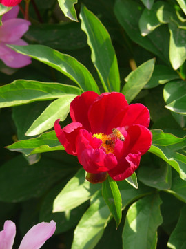 红芍药花