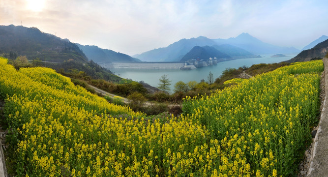 都江堰紫坪铺油菜花全景图