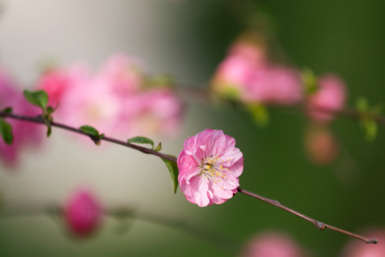 桃花 碧桃花