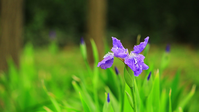 鸢尾花