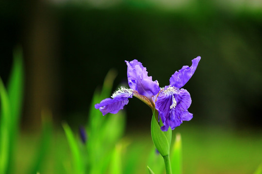 鸢尾花