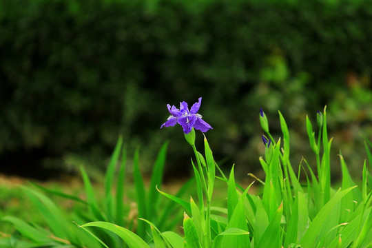 鸢尾花