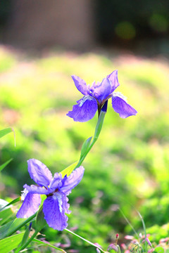 鸢尾花