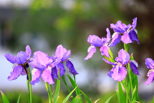 鸢尾花