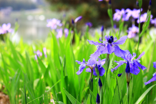 鸢尾花