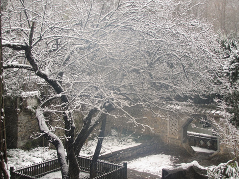 欧梅傲雪