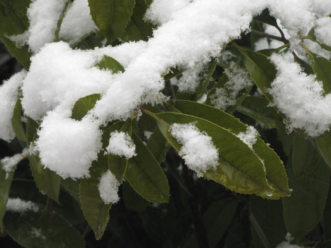 桂树叶积雪