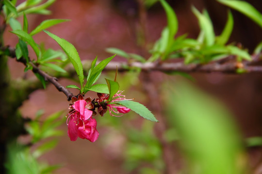 桃花