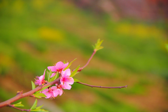 桃花