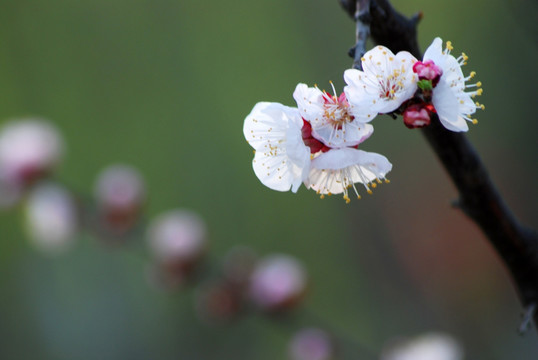 桃花