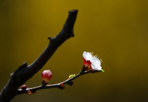 桃花