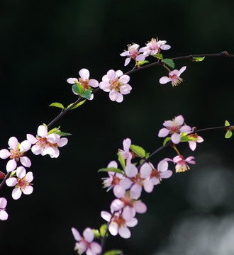 桃花