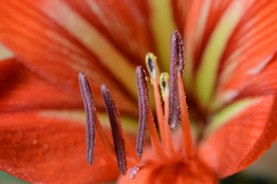 鲜花对对红花蕊