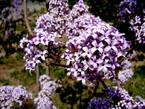 丁香花团