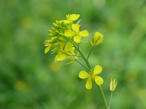 绿意油菜花