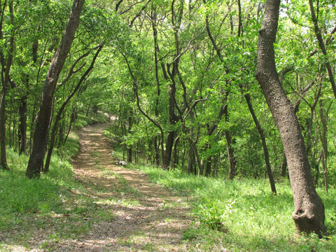 林间土路