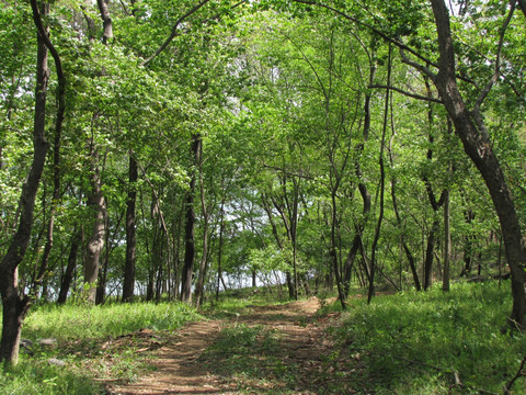 林间土路