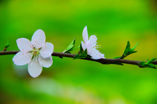 桃花