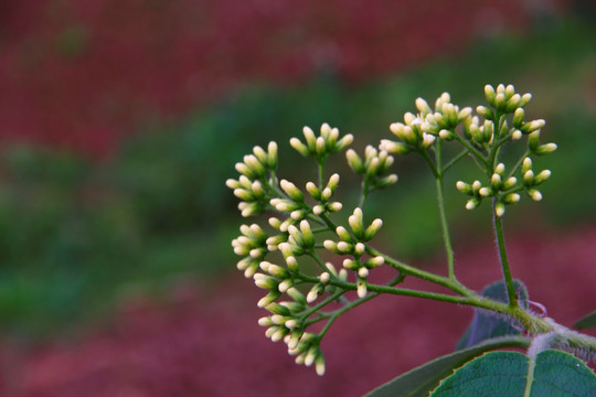 枇杷花