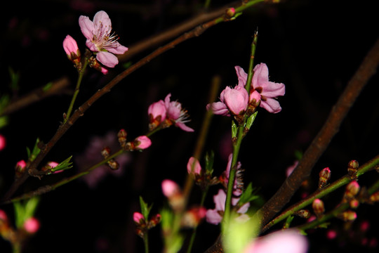 桃花