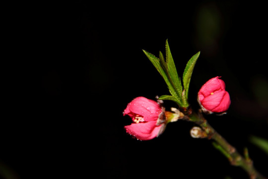 桃花