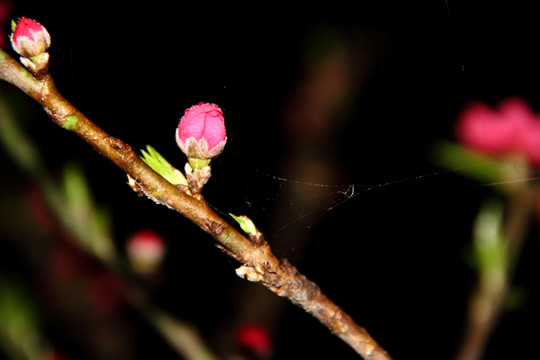 桃花