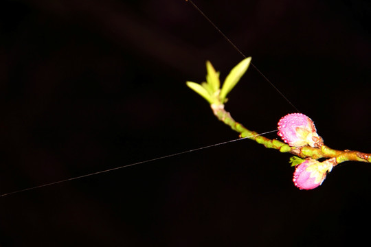 桃花