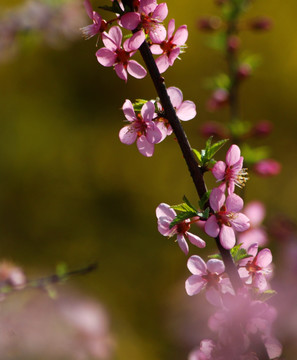 桃花