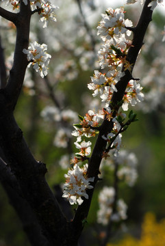 李子花