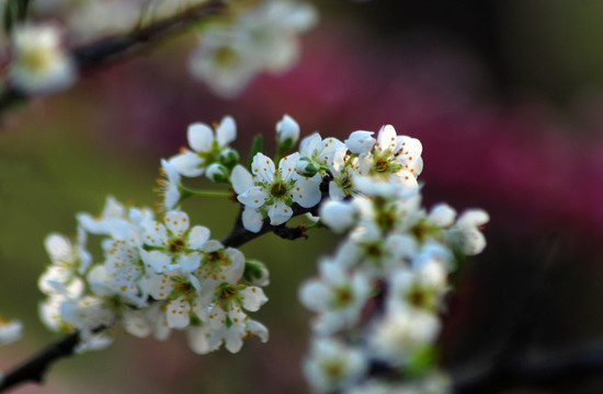 李子花