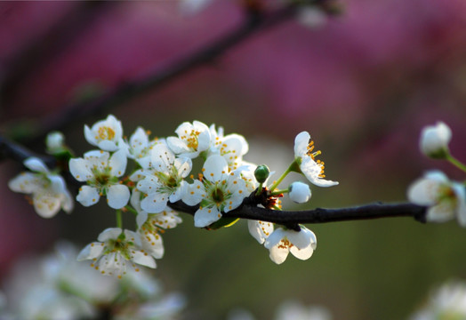 李子花