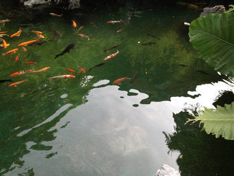 池塘鲤鱼芭蕉叶