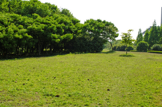 草地 草坪