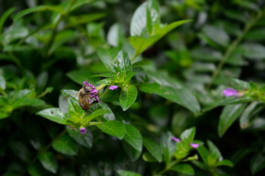 鲜花 花朵 蜜蜂采蜜 蜜蜂 花