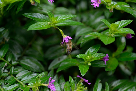 鲜花 花朵 蜜蜂采蜜 蜜蜂 花