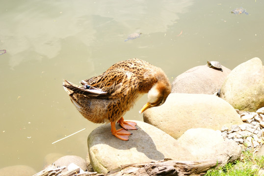 鸭子