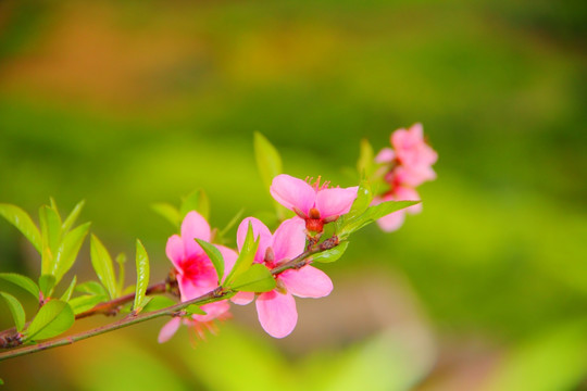 桃花