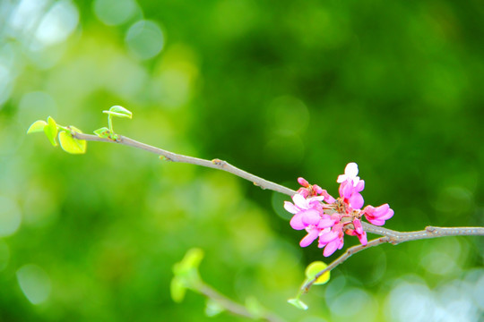 紫荆花